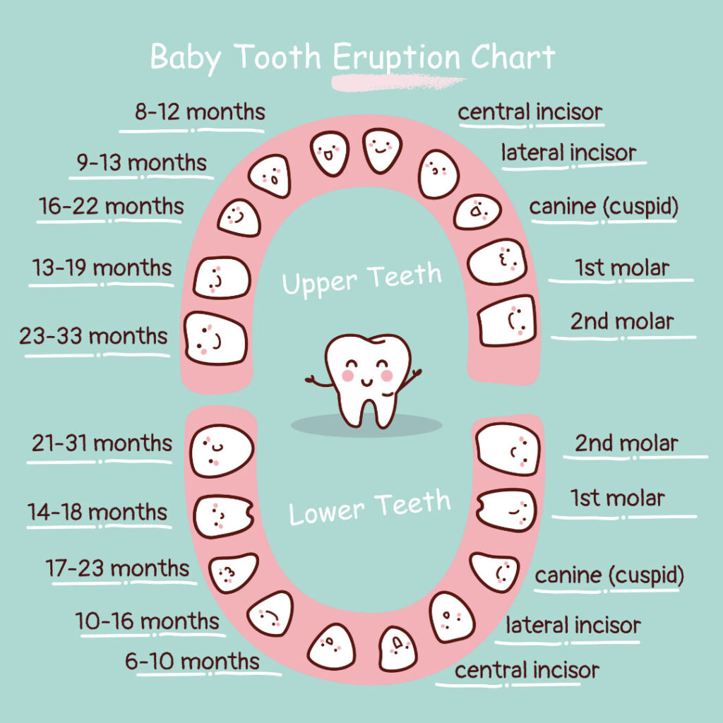 All about baby teeth care eruption chart, teething, care Thrive