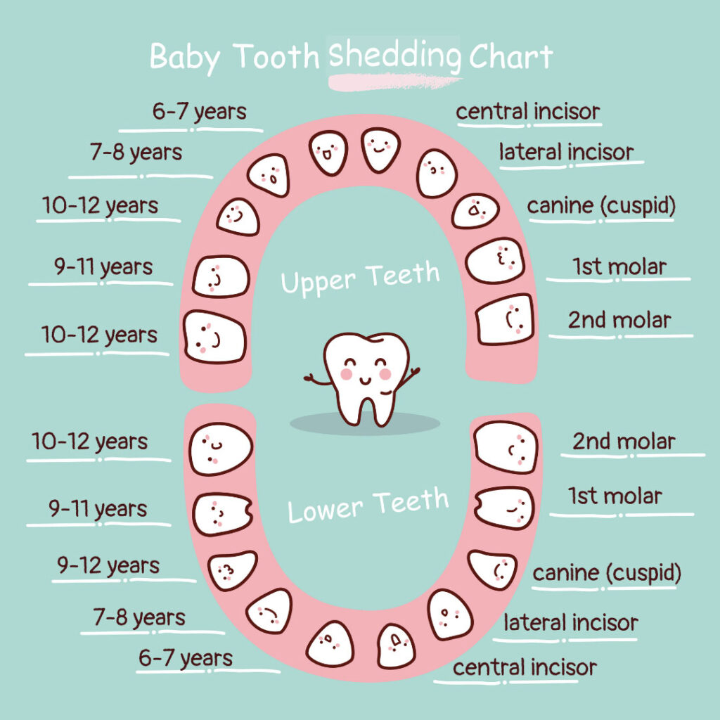 Teeth Location Chart